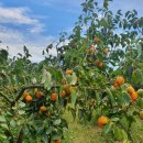 이순남농장 이미지