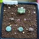 <b>아나이스</b> 마을