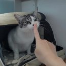 냥냥호텔 이미지