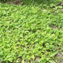 영달농장 이미지