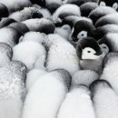 바다이야기 이미지