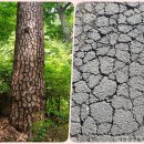 [생태-자연애(愛)] 2023년 3월 16일 단단한 소나무 줄기 이미지