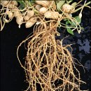 땅콩뿌리에서 항암ㆍ항산화 효능 이미지