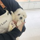 인천강아지분양테디럽