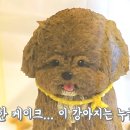 트렌독 이미지