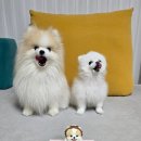 새콤달콩 이미지