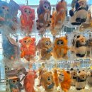 삼정에코 | 서면, 삼정 타워 귀여운 고양이 '모프 샌드' 팝업 솔직 후기