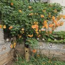 북촌동양문화박물관 | 서울 북촌 동양문화박물관 카페 입장료 박물관 전망대 이용후기 (안국역 아이와 가볼만한 곳)