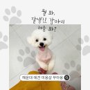 무아몽 해운대 강아지 애견미용 | 해운대 애견 미용 · 강아지 목욕 전문! 무아몽❤️ 센텀 반려견 스파 케어 굿