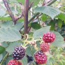 양산천변 이미지