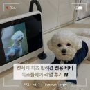 플레이독스 | 세계 최초 강아지티비 반려견전용TV 독스플레이 찐 사용 후기