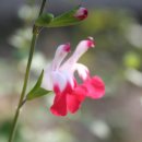 장미수퍼 이미지