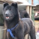 <b>캠퍼스</b>서 키운 <b>강아지</b> 잡아먹은 대학 미화원 처벌 가능할까