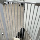 펫라운지 애견미용 애견호텔 이미지