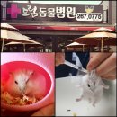 태성톱밥 | 햄스터 눈병 치료하기 청주 햄스터 병원