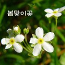 들풀 이미지