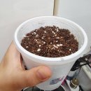 관수 | 다이소 저면관수 식물기르기 키트 바질 후기