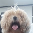 멍 삼촌 이미지