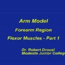 전완의 표층부 굴근 1(fprearm region flexor muscles part 1) 동영상 이미지