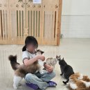 행복뽑기 | 봉담 고양이카페 이웃집고양이 아이들과 방문해본 후기