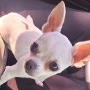 송동물병원 이미지