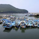 산호초횟집 Daum카페