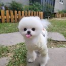 도그루밍 이미지