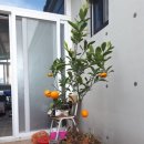 백호카센터 이미지