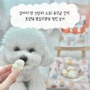 펌킨 | 강아지 장 건강과 소화에 좋은 유산균 간식 포앤츄 발효산양유 펌킨 후기