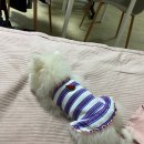 도그버디 이미지