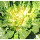 조은세상영농조합법인 이미지