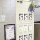 숲속약국 원그로브점 | 마곡 원그로브 1주년 기념 라벤더 정원 오픈 6월 주말 나들이 추천 (~6/22)