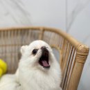 여수죽림동물병원 애견미용실 이미지