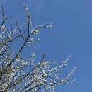 청년피자매화점 | 부산 사상구 매화 스팟 주례동 한적한 꽃구경