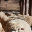 서경목장 이미지