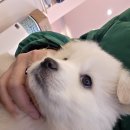 다시사랑받개 이미지