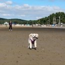 퇴촌찜매운탕 | 🌊 [몽산포오토캠핑장 2구역] 알밤이랑 2박3일 감성 캠핑 후기 ⛺🐾