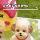 포포픽스 이미지