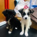 도야동물병원 이미지