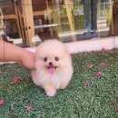 꽃강아지 네이버블로그