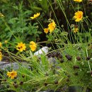 약사수변공원 이미지