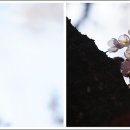 조천변 벚꽃길 이미지