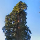세계에서 가장 높은 나무 '레드우드' 이미지