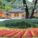 송라면행정복지센터(304051) | 포항 보경사 맨드라미 내연산 포항절 기대up 가을 여행지