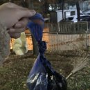 보노도그 이미지