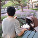 듄 | [실버크로스] 절충형유모차 듄2 카라멜브라운 선택 후기