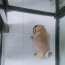 개라다이스 이미지