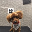 대치수동물병원 이미지