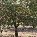 가장농장 이미지