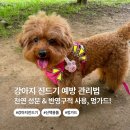 보디가드 - 노원구 상계로24길 23-7 | 강아지 진드기 예방, 산책견 보디가드 멍가드 사용 후기